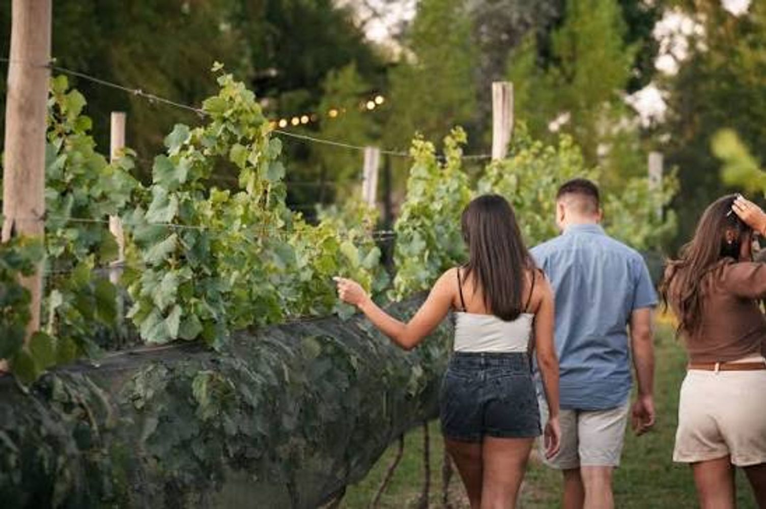 Camino del Vino, Gualeguaychú.