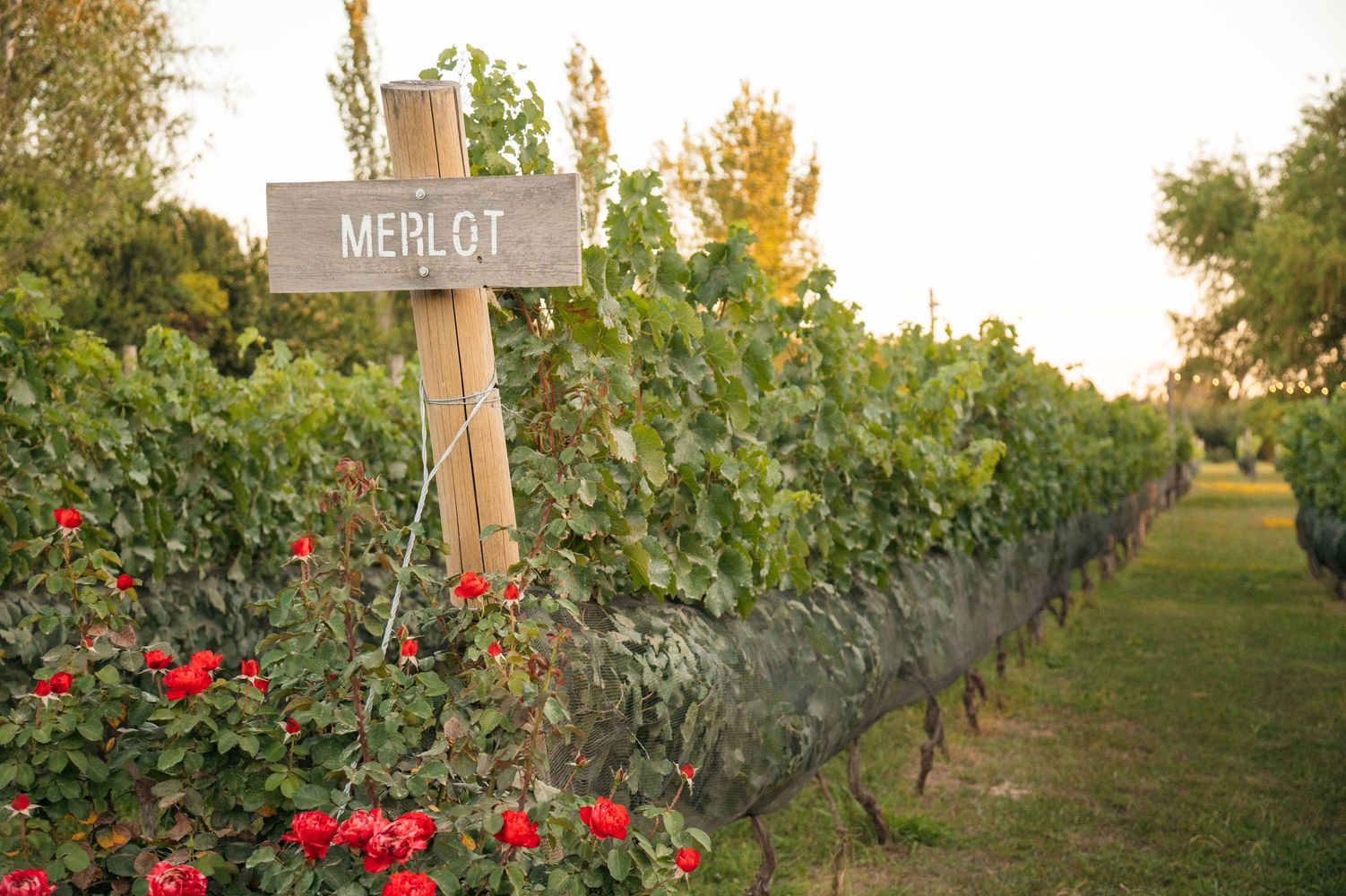 Camino del Vino, Gualeguaychú.