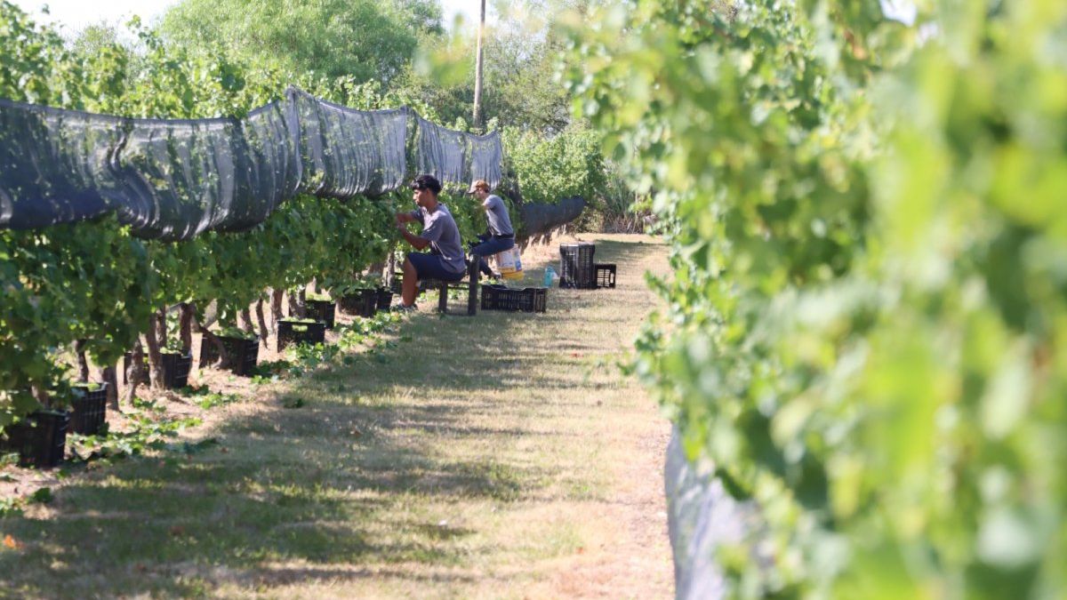 Entre Ríos gana protagonismo en el Turismo del Vino y busca consolidarse como destino nacional