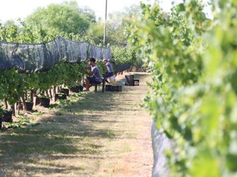 Entre Ríos gana protagonismo en el Turismo del Vino y busca consolidarse como destino nacional