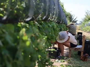 Naturaleza, producción y cultura impulsan el Camino del Vino y fortalecen su identidad turística