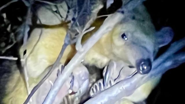 Un oso melero rescatado será asistido en la Reserva Tatú Carreta