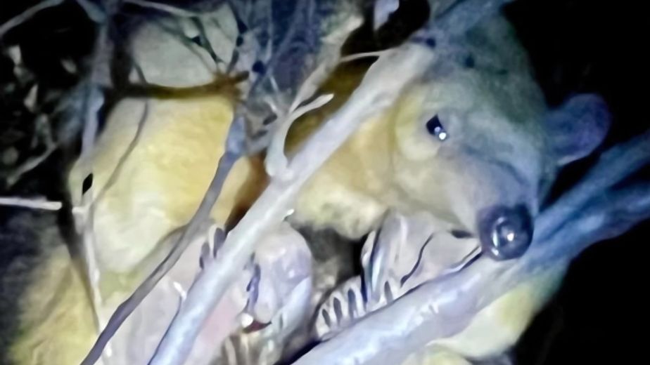 Un oso melero rescatado será asistido en la Reserva Tatú Carreta