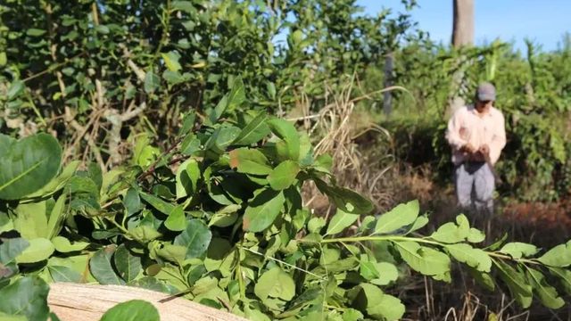 Misiones | Advierten que un pequeño productor yerbatero pierde hasta $15 millones por cosecha tras la desregulación del mercado.
