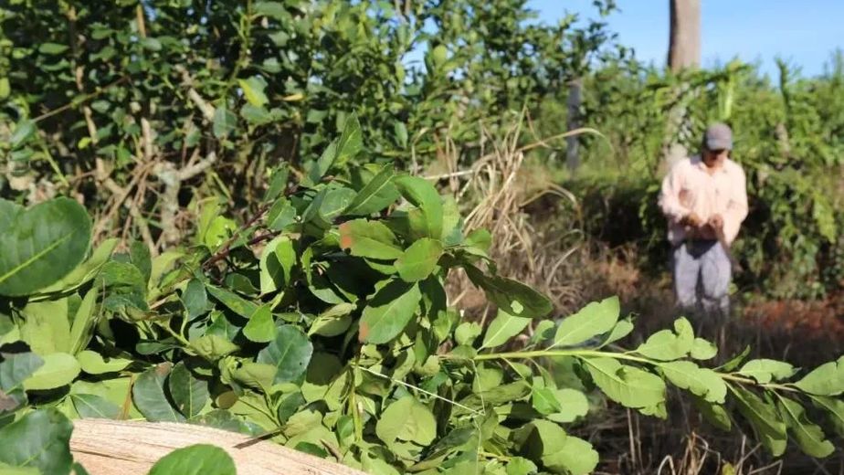 Productores yerbateros se movilizarán a Iguazú para reclamar ante Milei por la crisis del sector.