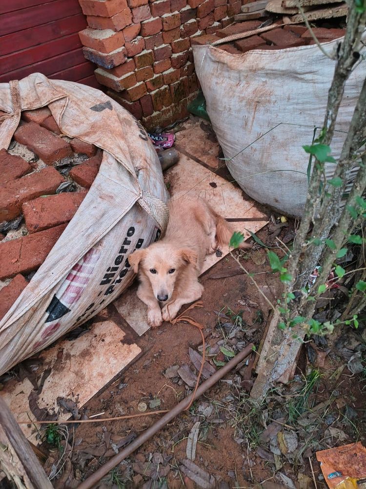 Localizaron a 12 de los 23 perros que habían desaparecido tras una adopción masiva en Guaraní.