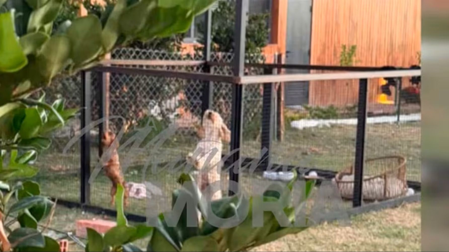 Qué hicieron la China Suárez y Mauro Icardi con los perros de Wanda Nara