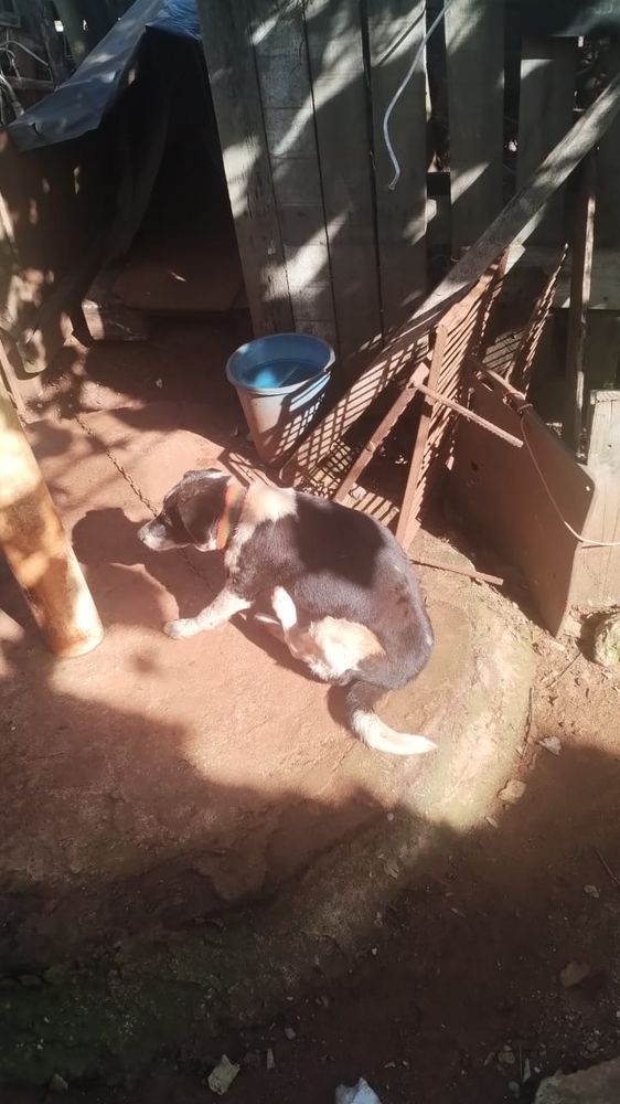 Localizaron a 12 de los 23 perros que habían desaparecido tras una adopción masiva en Guaraní.