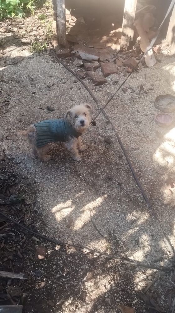 Localizaron a 12 de los 23 perros que habían desaparecido tras una adopción masiva en Guaraní.