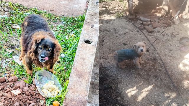 Localizaron a 12 de los 23 perros que habían desaparecido tras una adopción masiva en Guaraní.
