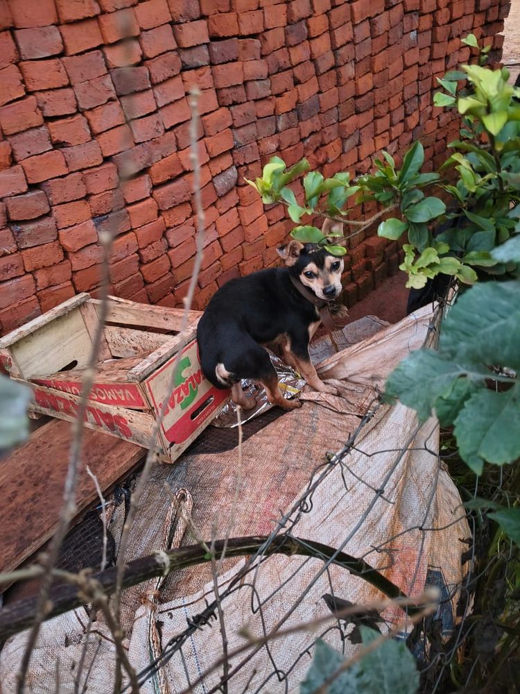 Localizaron a 12 de los 23 perros que habían desaparecido tras una adopción masiva en Guaraní.