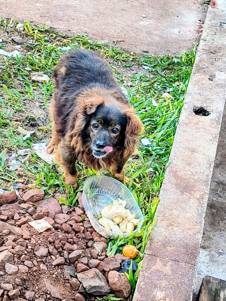 Localizaron a 12 de los 23 perros que habían desaparecido tras una adopción masiva en Guaraní.