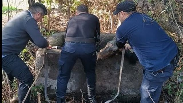El equino fue puesto a resguardo por la Policía.