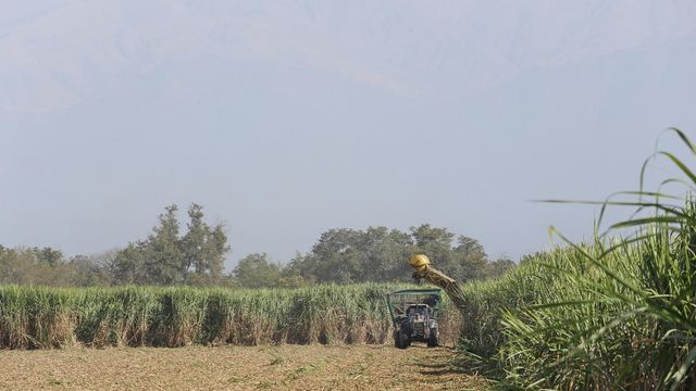 Todo apunta a que para noviembre aún habrá caña en pie en los campos tucumanos.