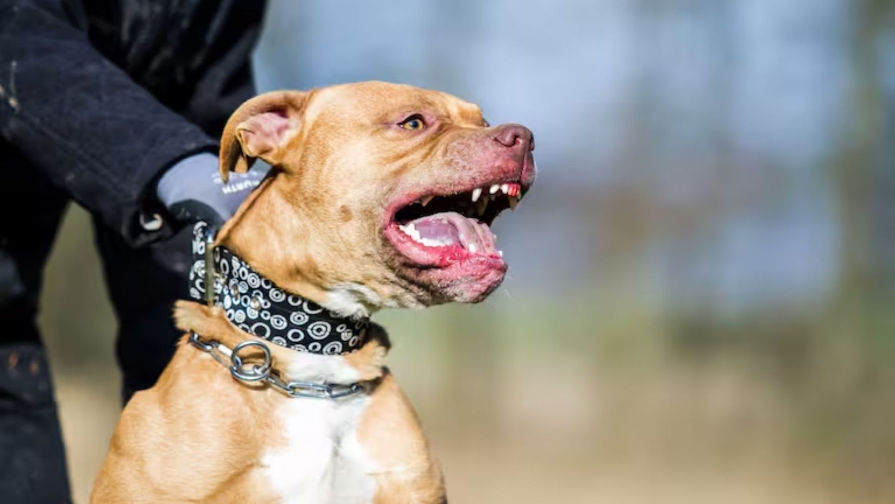 Un pitbull atacó a una niña de 6 años en Córdoba.