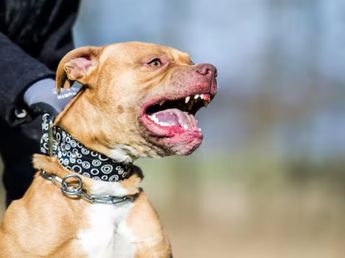Un pitbull le arrancó un pedazo de pie a una niña en Córdoba