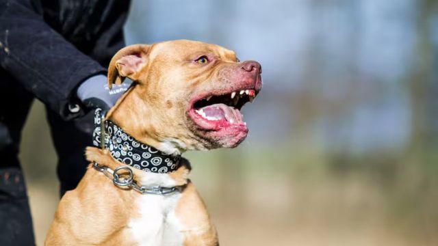 Un pitbull atacó a una niña de 6 años en Córdoba.