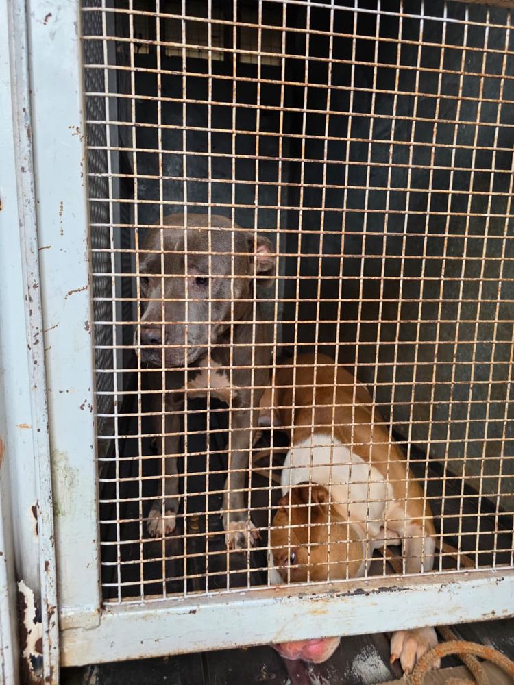 Posadas: allanaron una vivienda y trasladaron a tres perros que mataron a un cachorro en Itaembé Miní.