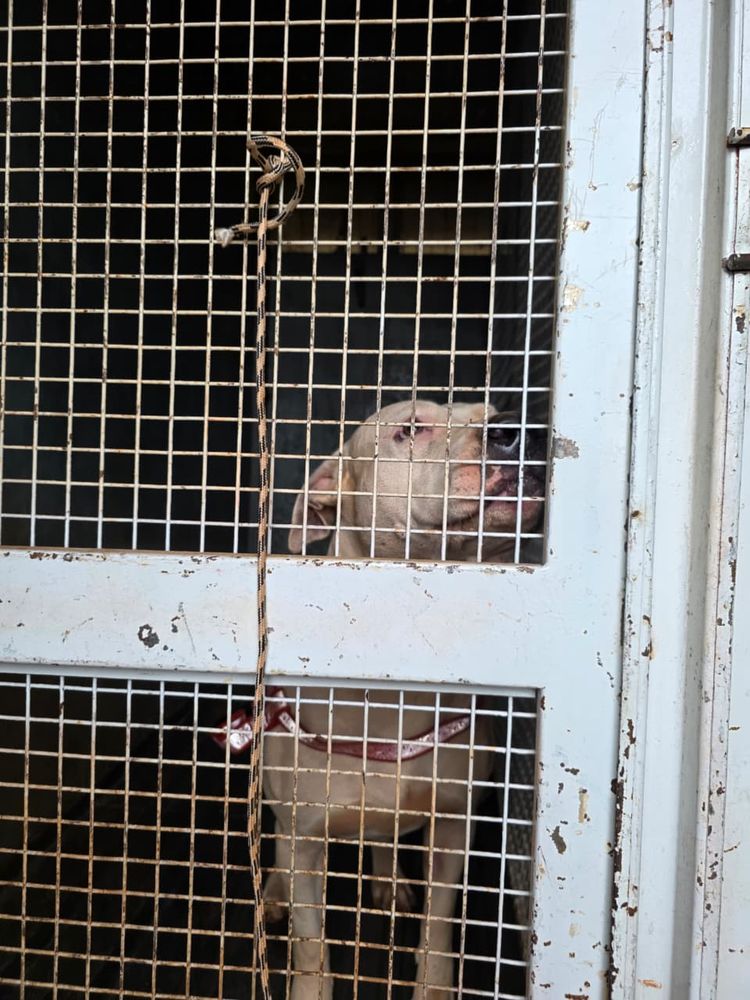 Posadas: allanaron una vivienda y trasladaron a tres perros que mataron a un cachorro en Itaembé Miní.