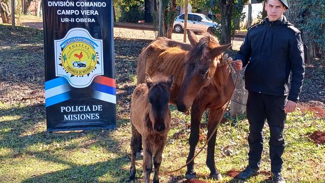 Rescataron una yegua y su potranca que deambulaban sobre la Ruta 14 e investigan un posible caso de maltrato animal.
