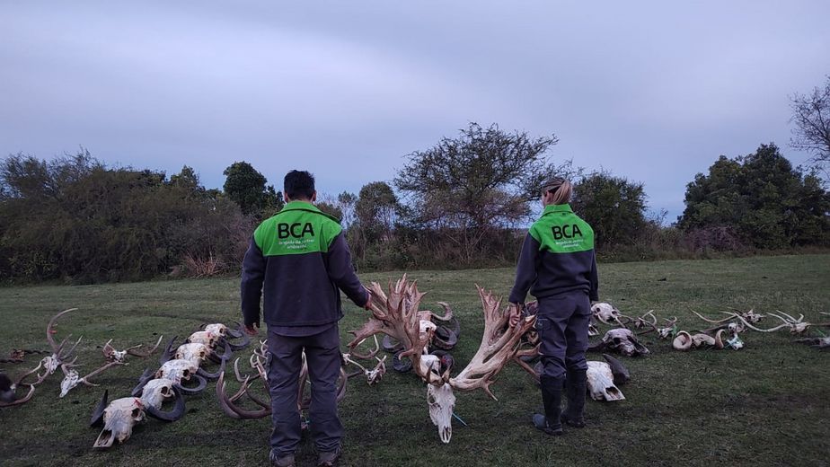 Tráfico de fauna silvestre: pagó US$40.000 para cazar un ciervo y la Justicia investiga un presunto negocio ilegal