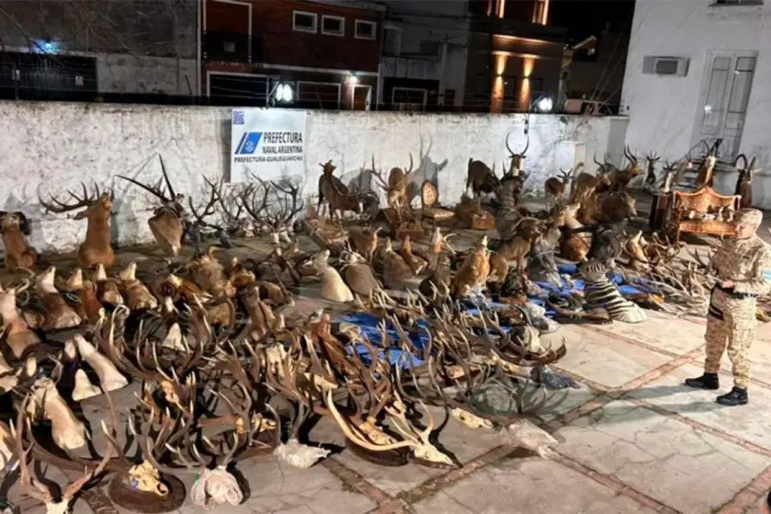 Tráfico de fauna silvestre
