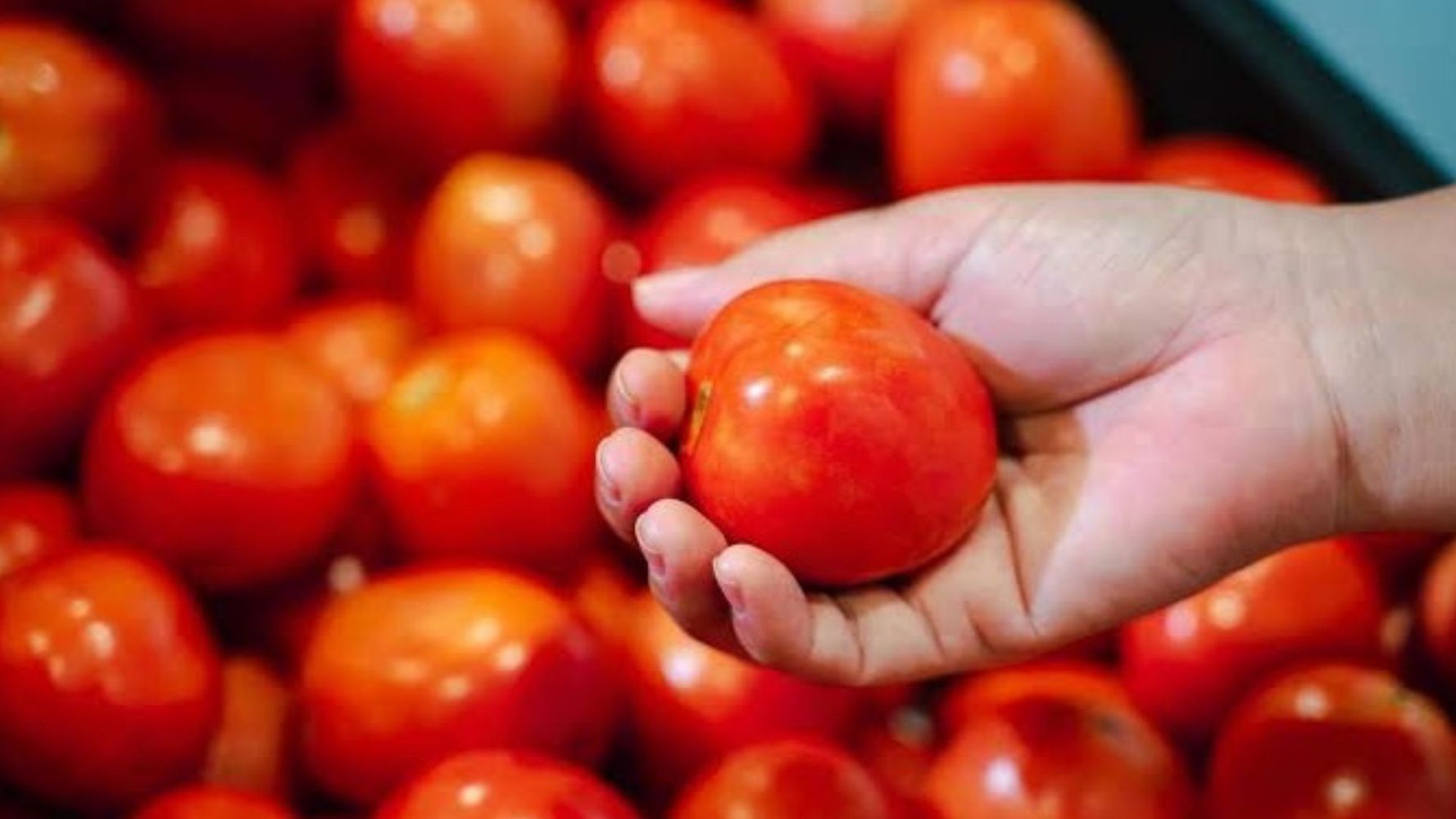 Lo estás haciendo mal: el secreto del verdulero para que los tomates no se pudran en la heladera