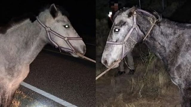 De no presentarse la documentación correspondiente, los animales podrían ser decomisados o subastados.