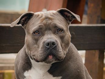 Habló la dueña del pitbull que le arrancó un pedazo de pie a una niña en Córdoba: "Mentira"