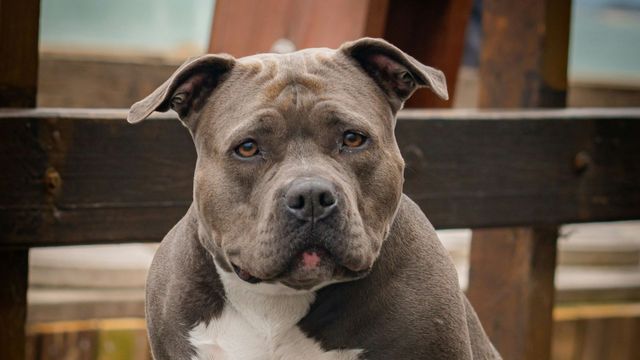La dueña del animal brindó una versión diferente a la que se compartió en un principio.