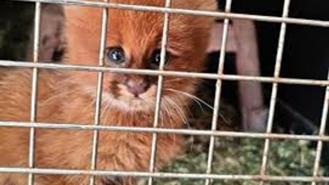 El cachorro fue rescatado en mal estado de salud.