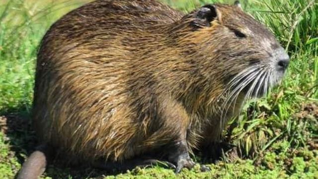 Coipo/nutria.