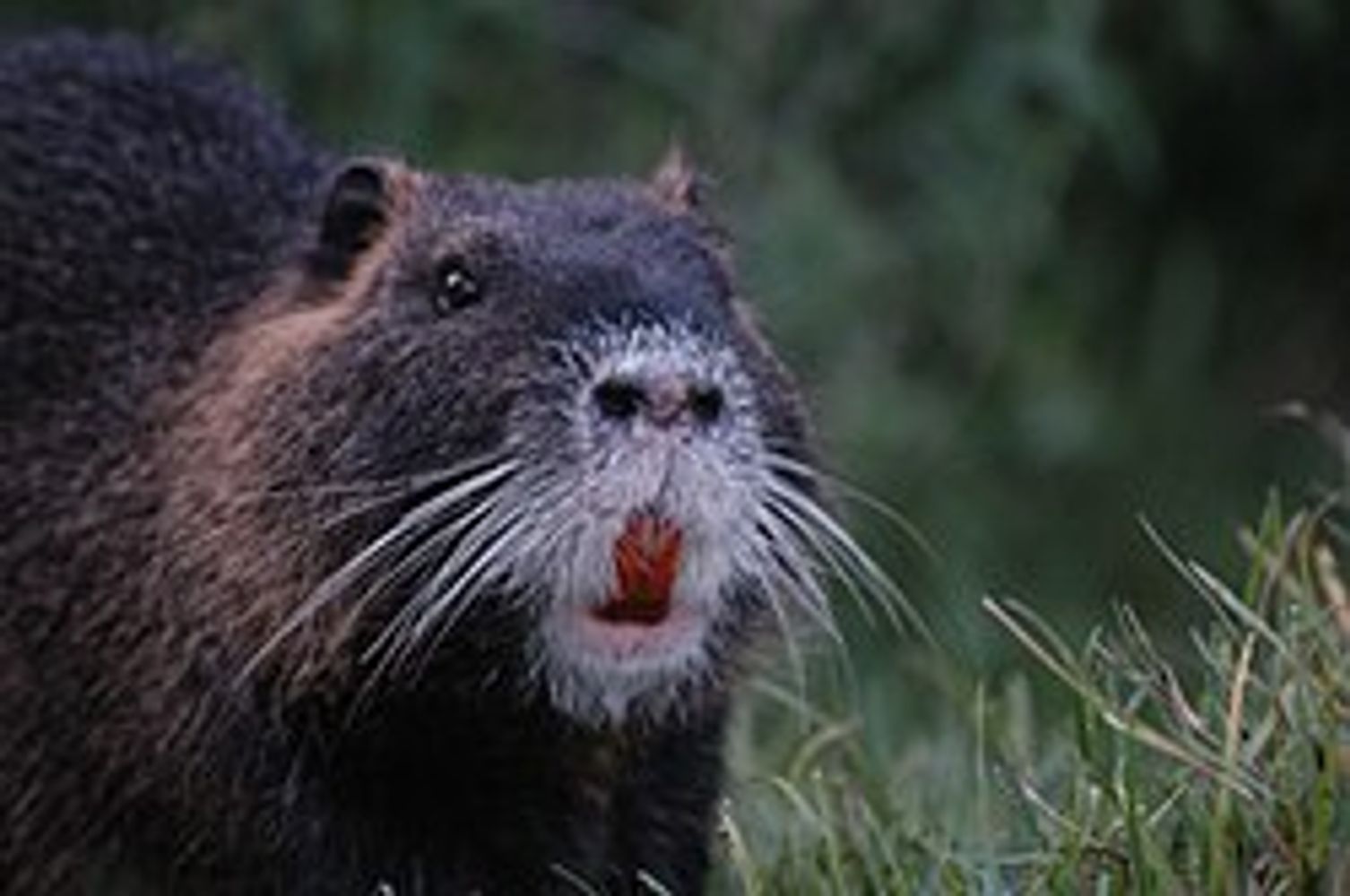 Coipo/nutria. Fotos Web.