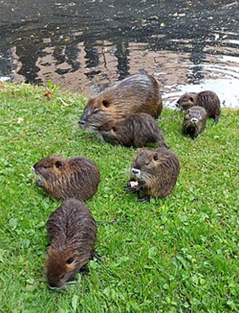 Coipo/nutria. Fotos Web.