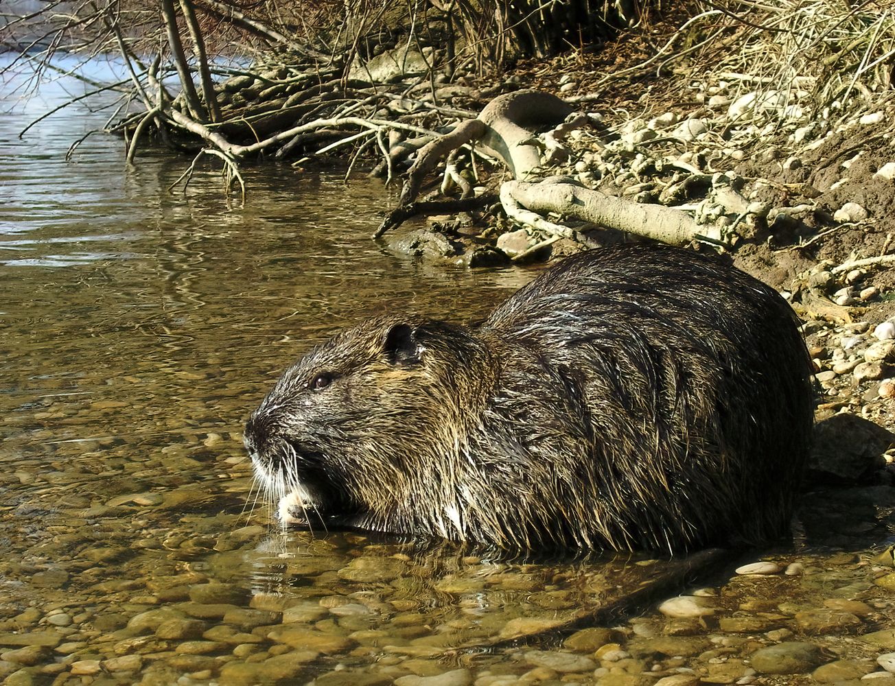 Coipo/nutria. Fotos Web.