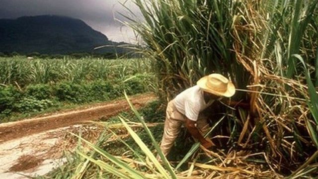 El ingeniero Bernabé Alzabé explicó que el cultivo se alejó de las áreas de mayor productividad.