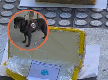 Quién es Manteca, el perro que detectó una fortuna en droga en la Terminal de Córdoba