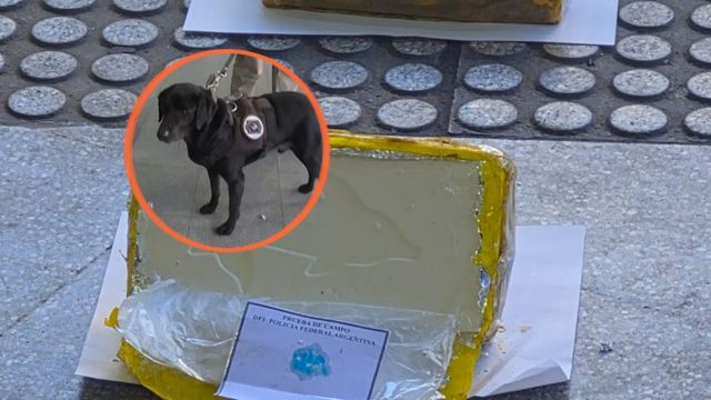 El can encontró una carga de estupefacientes con un millonario valor en dólares.