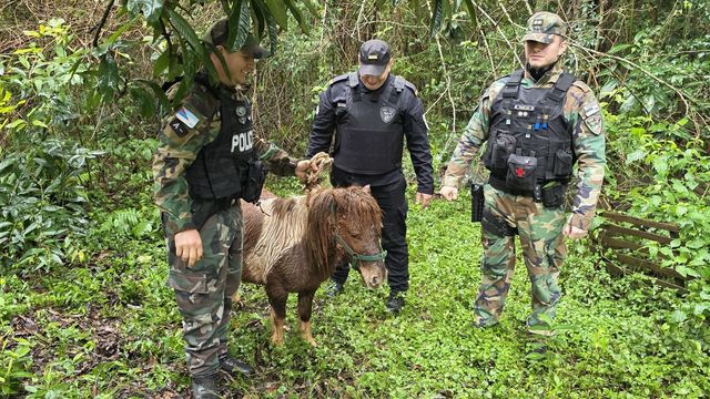 Alba Posse | Rescataron un poni robado que estaba atado a un árbol cerca de la frontera con Brasil.