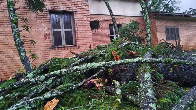 Temporal en Tobuna: árboles caídos, casas destechadas y cortes de luz tras la tormenta.