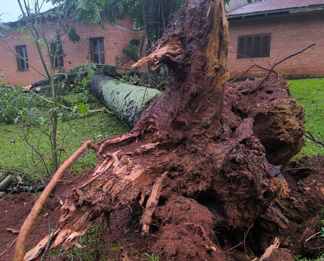 Temporal en Tobuna: árboles caídos, casas destechadas y cortes de luz tras la tormenta.