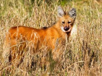Apareció un aguará guazú donde nadie lo esperaba y ahora buscan reubicarlo en un lugar seguro