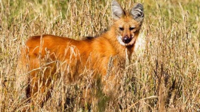 Ejemplar de Chrysocyon brachyurus.