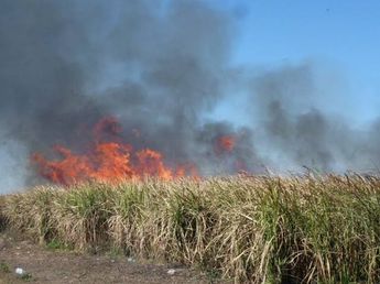 "No avalamos la quema de caña": el plan de la Provincia para asistir a pequeños productores