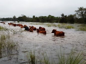 La creciente de los ríos amenaza a las islas y apuran una estrategia para evitar complicaciones