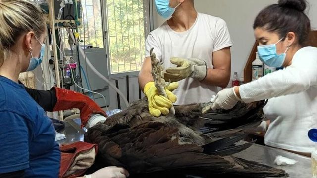 El ejemplar juvenil fue hallado sin poder volar y ahora se recupera en la Reserva Horco Molle.