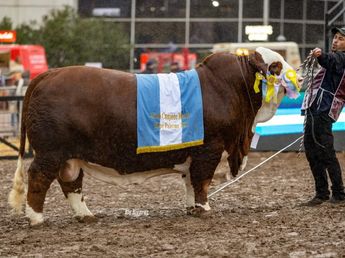 Braford tucumano: la cabaña Budeguer ganó el máximo galardón de Palermo