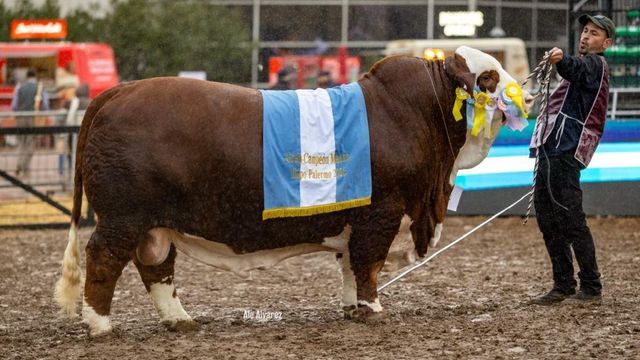 El macho campeón ganador en Palermo.