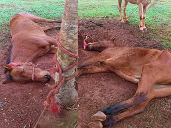 Investigan un presunto caso de maltrato animal en Eldorado tras hallar un caballo agonizando y con una pata fracturada