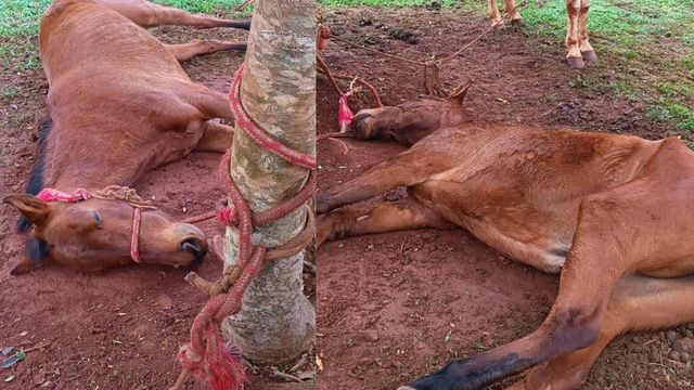 El caballo se encontraba en estado crítico, atado a un árbol, con una pata fracturada y visibles signos de deshidratación.